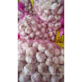 Fresh Normal White Garlic Liliaceous Vegetables Product Type GARLIC